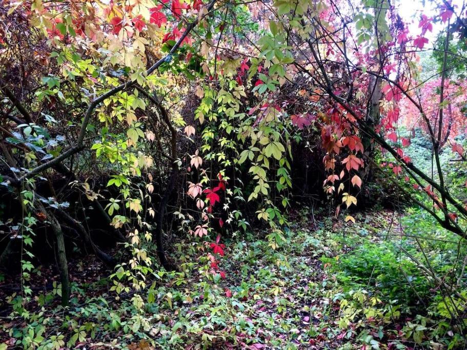 Forestry Cottage. Hot Tub, Open Fire, Dog Friendly Gaywood 外观 照片